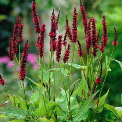 Persicaria amplexicaulis 'Blackfield'